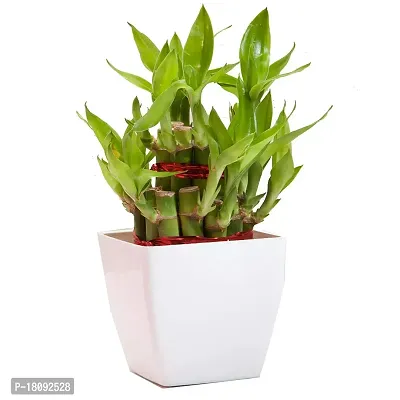 INDIAN FLORA? : LUCKY BAMBOO | 2 Layer | Good Fortune Live Plant | Plastic Pot | Home Decor | Feng Shui Plant |-thumb4