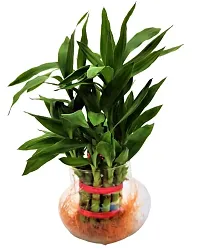 INDIAN FLORA? : Lucky Bamboo - 2 Layer | Natural Live Plant | Glass Pot | Air Purifying | Home Decor |-thumb3