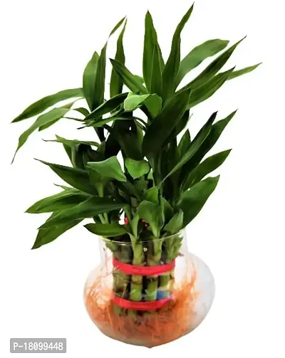 INDIAN FLORA? : Lucky Bamboo - 2 Layer | Natural Live Plant | Glass Pot | Air Purifying | Home Decor |-thumb4