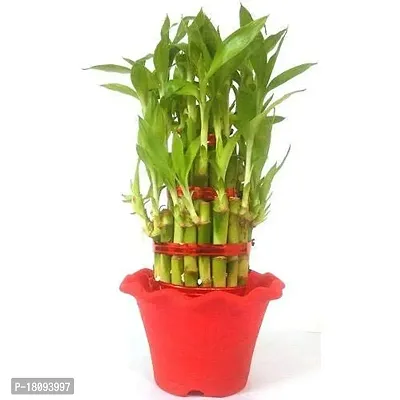 INDIAN FLORA? : LUCKY BAMBOO | 2 Layer | Good Fortune Live Plant | Plastic Pot | Home Decor | Feng Shui Plant |-thumb3