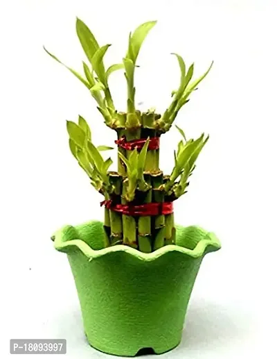 INDIAN FLORA? : LUCKY BAMBOO | 2 Layer | Good Fortune Live Plant | Plastic Pot | Home Decor | Feng Shui Plant |-thumb0