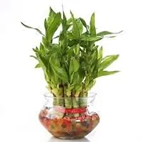 INDIAN FLORA? : LUCKY BAMBOO | 2 Layer | Good Fortune Live Plant | Glass Pot | Home Decor | Feng Shui Plant |-thumb2