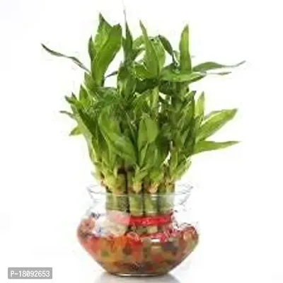 INDIAN FLORA? : LUCKY BAMBOO | 2 Layer | Good Fortune Live Plant | Glass Pot | Home Decor | Feng Shui Plant |-thumb3