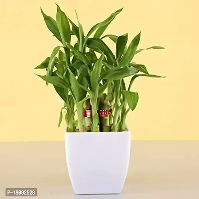 INDIAN FLORA? : LUCKY BAMBOO | 2 Layer | Good Fortune Live Plant | Plastic Pot | Home Decor | Feng Shui Plant |-thumb0