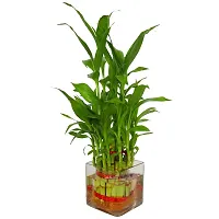 INDIAN FLORA? : LUCKY BAMBOO | 2 Layer | Good Fortune Live Plant | Glass Pot | Home Decor | Feng Shui Plant |-thumb3