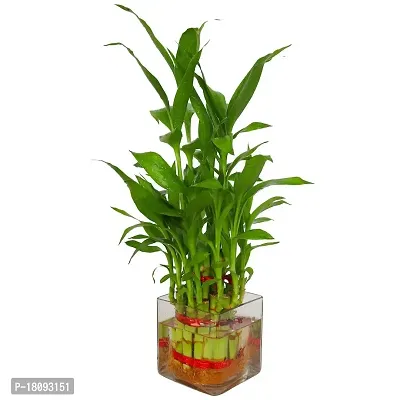 INDIAN FLORA? : LUCKY BAMBOO | 2 Layer | Good Fortune Live Plant | Glass Pot | Home Decor | Feng Shui Plant |-thumb4