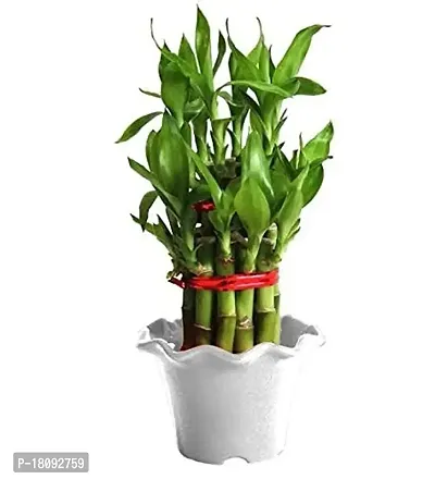 INDIAN FLORA? : LUCKY BAMBOO | 2 Layer | Good Fortune Live Plant | Plastic Pot | Home Decor | Feng Shui Plant |