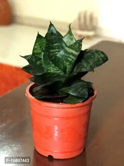 INDIAN FLORA? : Sansevieria Hahnii Green Dwarf| Snake Plant | Natural Live Plant | Plastic Pot | Air Purifying |Home Decor Plant |-thumb0