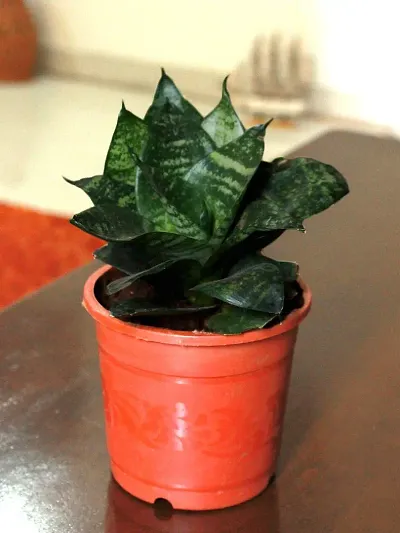 INDIAN FLORA? : Sansevieria Hahnii Green Dwarf| Snake Plant | Natural Live Plant | Plastic Pot | Air Purifying |Home Decor Plant |