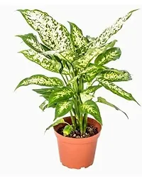 INDIAN FLORA? : AGLONEMA SNOW WHITE | Home Decor Live Plant | Plastic Pot | Air Purifying |-thumb4