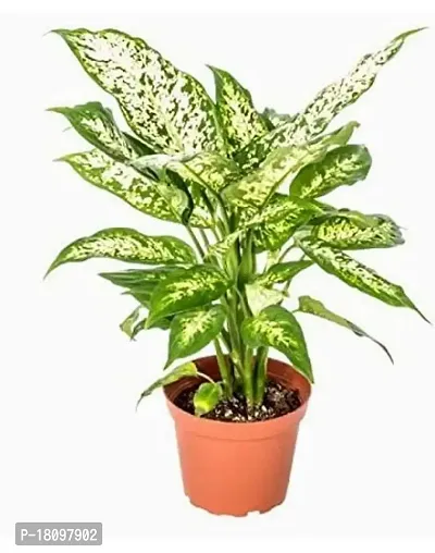 INDIAN FLORA? : AGLONEMA SNOW WHITE | Home Decor Live Plant | Plastic Pot | Air Purifying |-thumb5