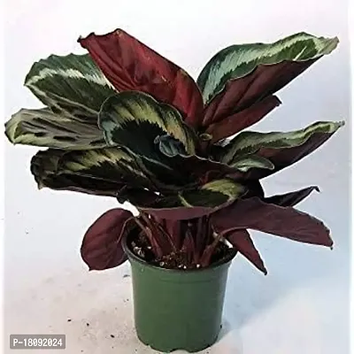 Calathea Dottie live plant/very rare plant include pot plastic pot 4 inches-thumb0