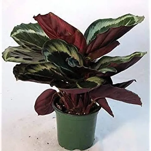 Calathea Dottie live plant/very rare plant include pot plastic pot 4 inches