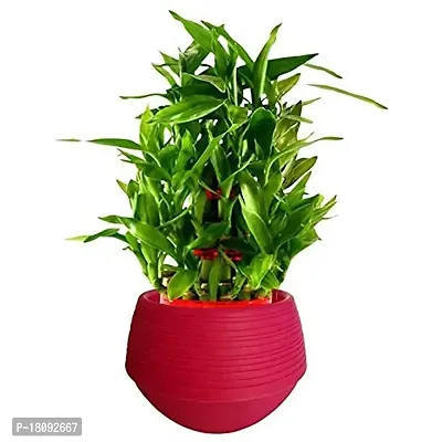 INDIAN FLORA? : LUCKY BAMBOO | 2 Layer | Good Fortune Live Plant | Plastic Pot | Home Decor | Feng Shui Plant |