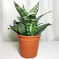 INDIAN FLORA? : Sansevieria Hahnii Green Dwarf| Snake Plant | Natural Live Plant | Plastic Pot | Air Purifying |Home Decor Plant |-thumb4