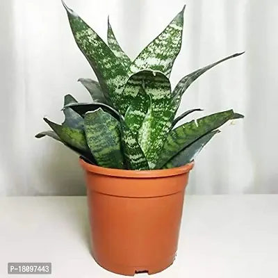 INDIAN FLORA? : Sansevieria Hahnii Green Dwarf| Snake Plant | Natural Live Plant | Plastic Pot | Air Purifying |Home Decor Plant |-thumb5