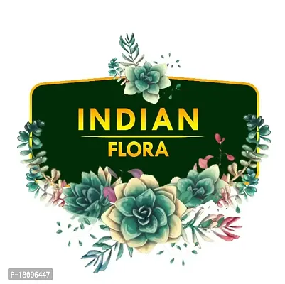 INDIAN FLORA? : DIEFFENBACHIA| Natural Live Plant | Plastic Pot | Air Purifying | Home Decor Plant |-thumb4