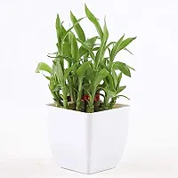 INDIAN FLORA? : LUCKY BAMBOO | 2 Layer | Good Fortune Live Plant | Plastic Pot | Home Decor | Feng Shui Plant |-thumb2