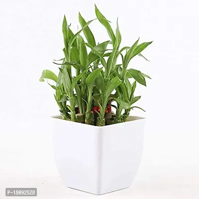 INDIAN FLORA? : LUCKY BAMBOO | 2 Layer | Good Fortune Live Plant | Plastic Pot | Home Decor | Feng Shui Plant |-thumb3