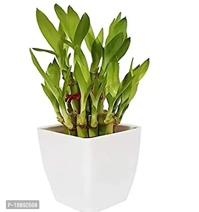 INDIAN FLORA? : LUCKY BAMBOO | 2 Layer | Good Fortune Live Plant | Plastic Pot | Home Decor | Feng Shui Plant |