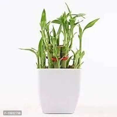 INDIAN FLORA? : LUCKY BAMBOO | 2 Layer | Good Fortune Live Plant | Plastic Pot | Home Decor | Feng Shui Plant |-thumb4