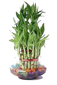 INDIAN FLORA? : LUCKY BAMBOO | 2 Layer | Good Fortune Live Plant | Glass Pot | Home Decor | Feng Shui Plant |-thumb1