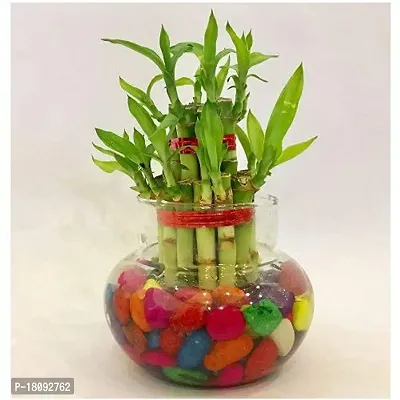 INDIAN FLORA? : LUCKY BAMBOO | 2 Layer | Good Fortune Live Plant | Glass Pot | Home Decor | Feng Shui Plant |