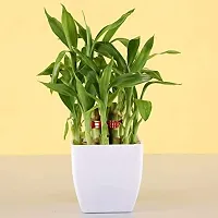 INDIAN FLORA? : LUCKY BAMBOO | 2 Layer | Good Fortune Live Plant | Plastic Pot | Home Decor | Feng Shui Plant |-thumb1