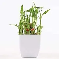 INDIAN FLORA? : LUCKY BAMBOO | 2 Layer | Good Fortune Live Plant | Plastic Pot | Home Decor | Feng Shui Plant |-thumb3