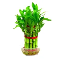 INDIAN FLORA? : LUCKY BAMBOO | 2 Layer | Good Fortune Live Plant | Plastic Pot | Home Decor | Feng Shui Plant |-thumb3