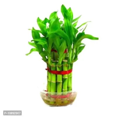 INDIAN FLORA? : LUCKY BAMBOO | 2 Layer | Good Fortune Live Plant | Plastic Pot | Home Decor | Feng Shui Plant |-thumb4