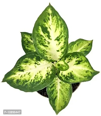 INDIAN FLORA? : DIEFFENBACHIA| Natural Live Plant | Plastic Pot | Air Purifying | Home Decor Plant |-thumb3