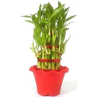 INDIAN FLORA? : LUCKY BAMBOO | 2 Layer | Good Fortune Live Plant | Plastic Pot | Home Decor | Feng Shui Plant |-thumb4