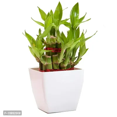 INDIAN FLORA? : LUCKY BAMBOO | 2 Layer | Good Fortune Live Plant | Plastic Pot | Home Decor | Feng Shui Plant |-thumb5