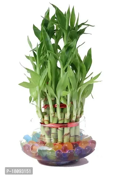 INDIAN FLORA? : LUCKY BAMBOO | 2 Layer | Good Fortune Live Plant | Glass Pot | Home Decor | Feng Shui Plant |