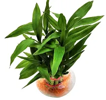 INDIAN FLORA? : Lucky Bamboo - 2 Layer | Natural Live Plant | Glass Pot | Air Purifying | Home Decor |-thumb1