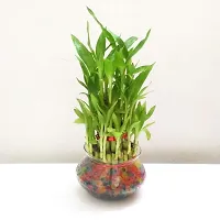 INDIAN FLORA? : LUCKY BAMBOO | 2 Layer | Good Fortune Live Plant | Glass Pot | Home Decor | Feng Shui Plant |-thumb1