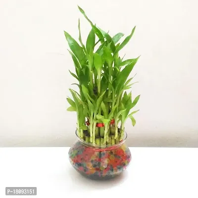 INDIAN FLORA? : LUCKY BAMBOO | 2 Layer | Good Fortune Live Plant | Glass Pot | Home Decor | Feng Shui Plant |-thumb2
