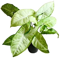 PMK E Store Live Syngonium Green Air Purifier Lucky Plant With Pot-thumb1