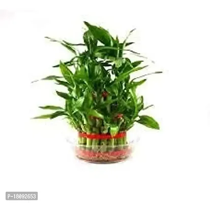 INDIAN FLORA? : LUCKY BAMBOO | 2 Layer | Good Fortune Live Plant | Glass Pot | Home Decor | Feng Shui Plant |