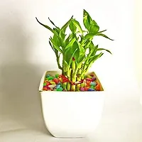 INDIAN FLORA? : LUCKY BAMBOO | 2 Layer | Good Fortune Live Plant | Plastic Pot | Home Decor | Feng Shui Plant |-thumb4