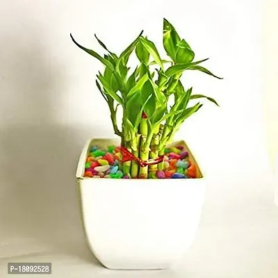 INDIAN FLORA? : LUCKY BAMBOO | 2 Layer | Good Fortune Live Plant | Plastic Pot | Home Decor | Feng Shui Plant |-thumb5