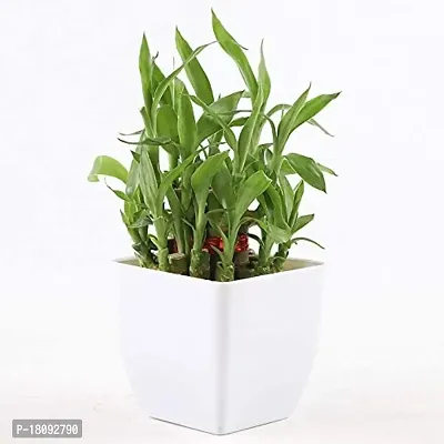 INDIAN FLORA? : LUCKY BAMBOO | 2 Layer | Good Fortune Live Plant | Plastic Pot | Home Decor | Feng Shui Plant |