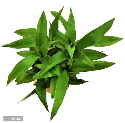 INDIAN FLORA? : Lucky Bamboo - 2 Layer | Natural Live Plant | Glass Pot | Air Purifying | Home Decor |-thumb3