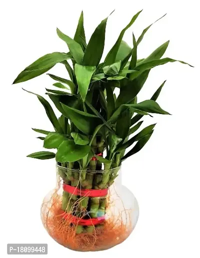 INDIAN FLORA? : Lucky Bamboo - 2 Layer | Natural Live Plant | Glass Pot | Air Purifying | Home Decor |-thumb0