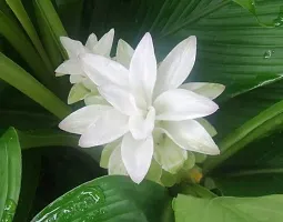 Udanta Seeds Curcuma White Flower Bulbs Pack Of 4 For Summer Season-thumb1