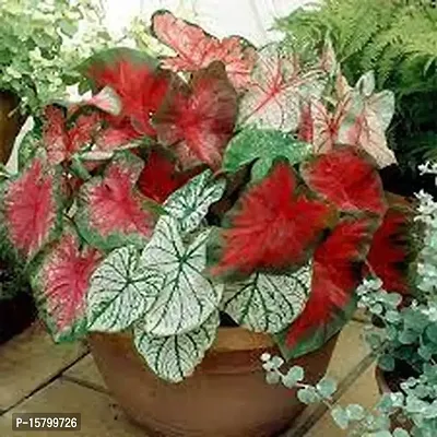 LIVE GREEN CALADIUM Bulb - Pack of 5 Bulb