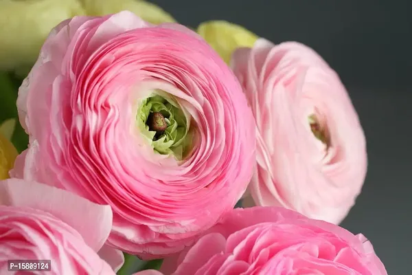 Ranunculus / Buttercups | Gorgeous Flower Bulb |For Balcony | Pack of 5 Bulbs | By Plantogallery? (Pink)-thumb4