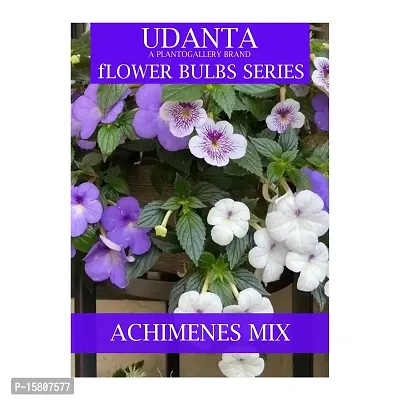 Udanta Achimenes Multicolor Flower Bulbs - Pack Of 10 Bulbs (Set OF 5 Pkt)