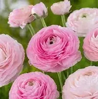 PLANTOGALLERY Ranunculus Flower Bulb -Pack of 4 (Pink)-thumb1